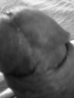 Bianco e nero — foto 6/6
