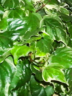 Eccomi... — foto 1/1