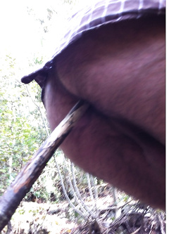 A pecora  nel bosco — foto 1/4