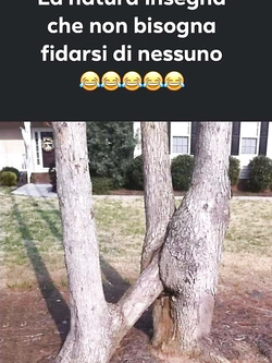 Il mio sogno — foto 1/1