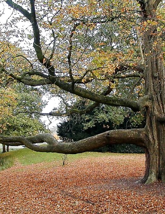 Alberi